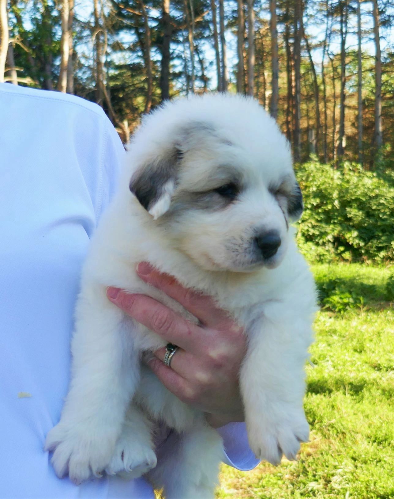 Are Great Pyrenees Dumb