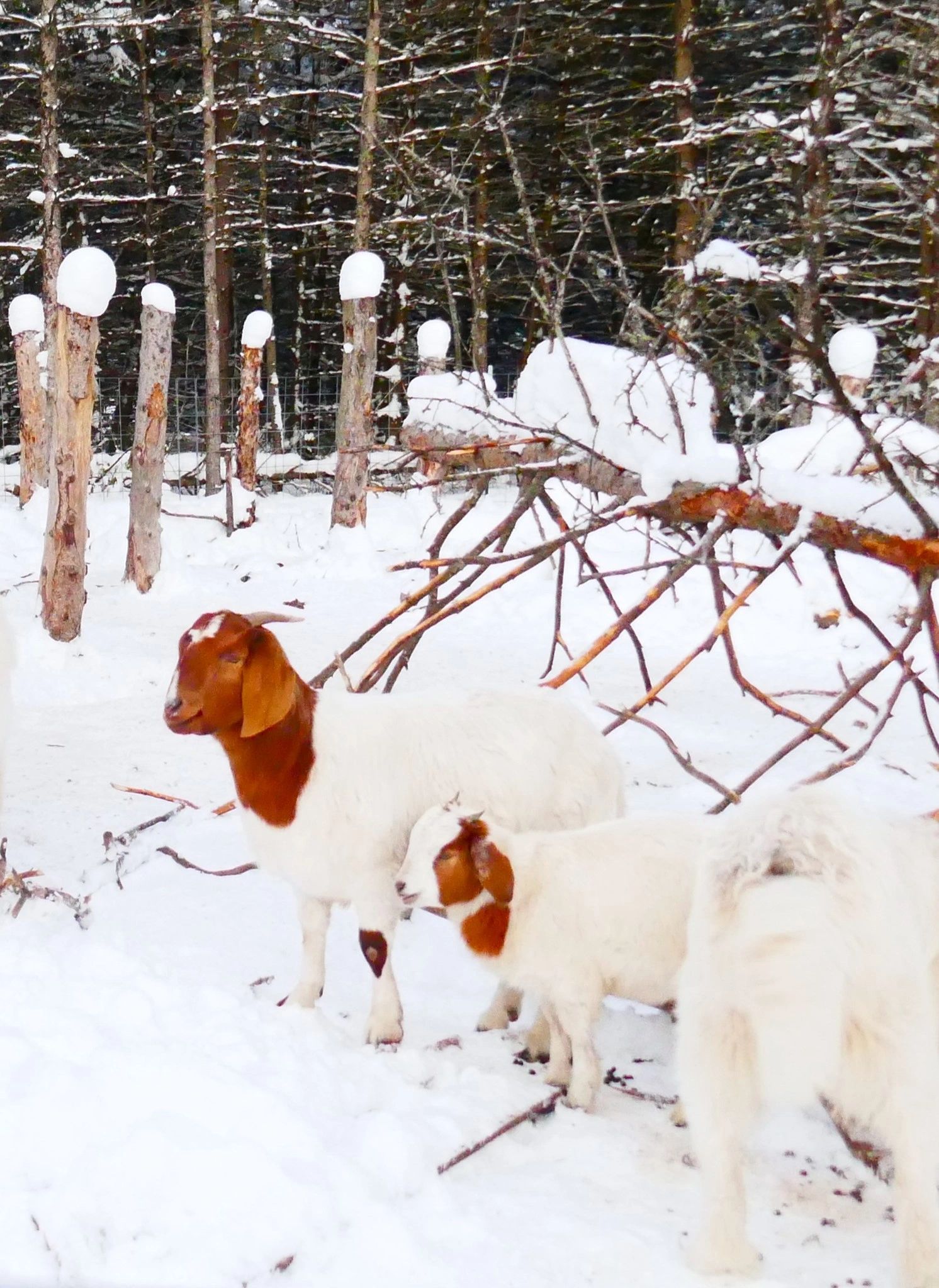 Great Pyrenees Newfoundland Puppies