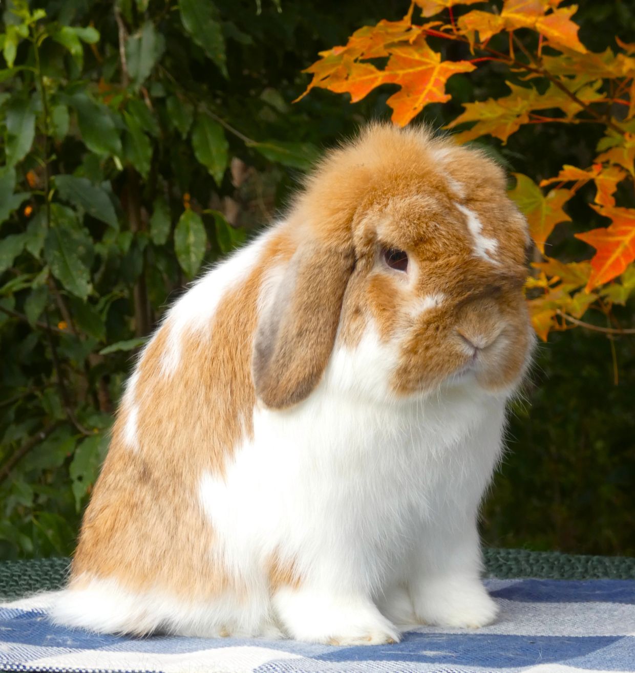 A brown and white lop-eared rabbit outdoors.