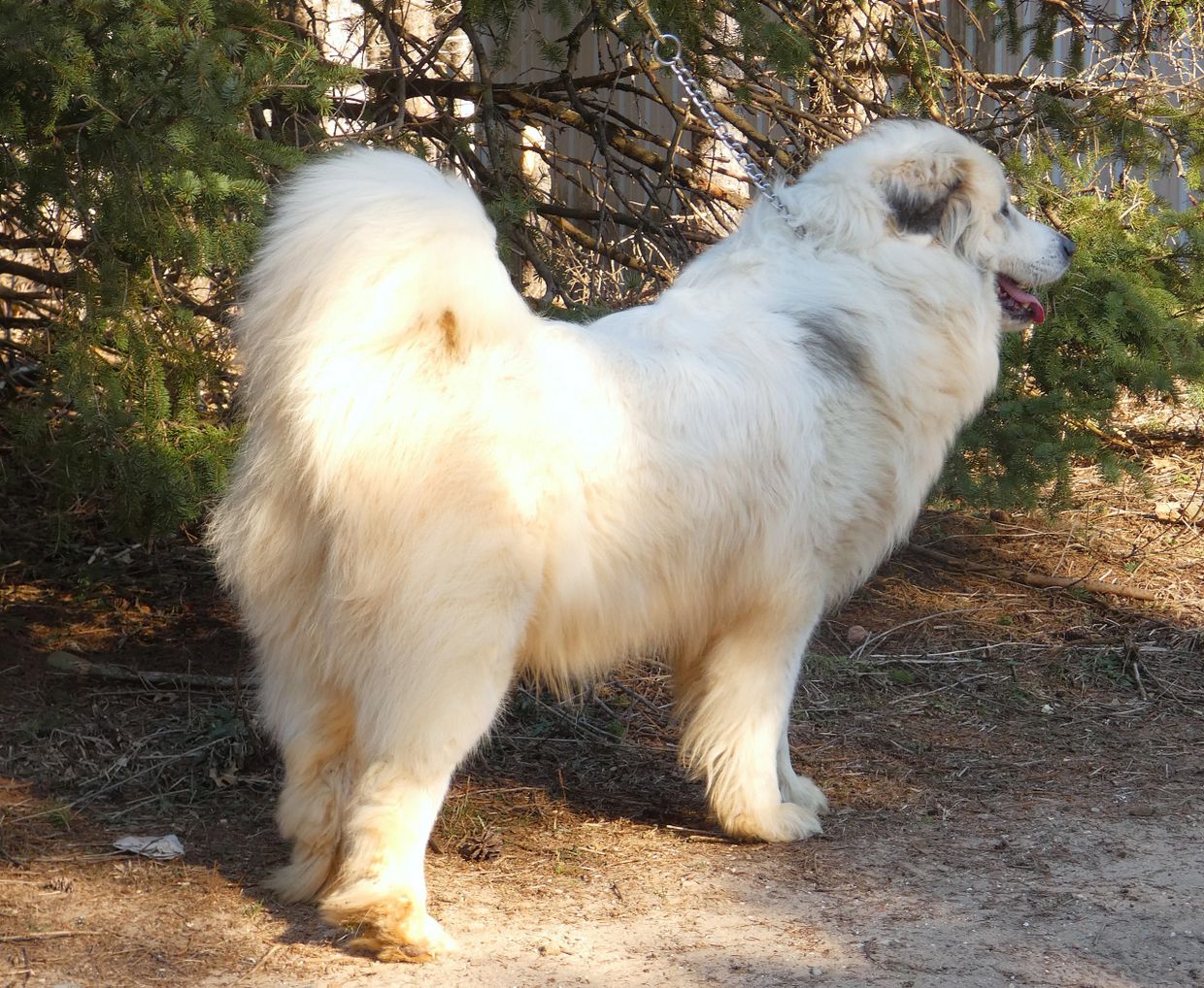 Fluffy white dog with curled tail standing outdoors on a leash.