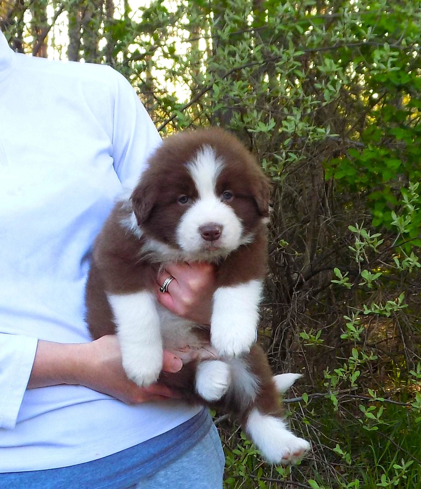 Newfoundland Great Pyrenees Puppies Video & Photos