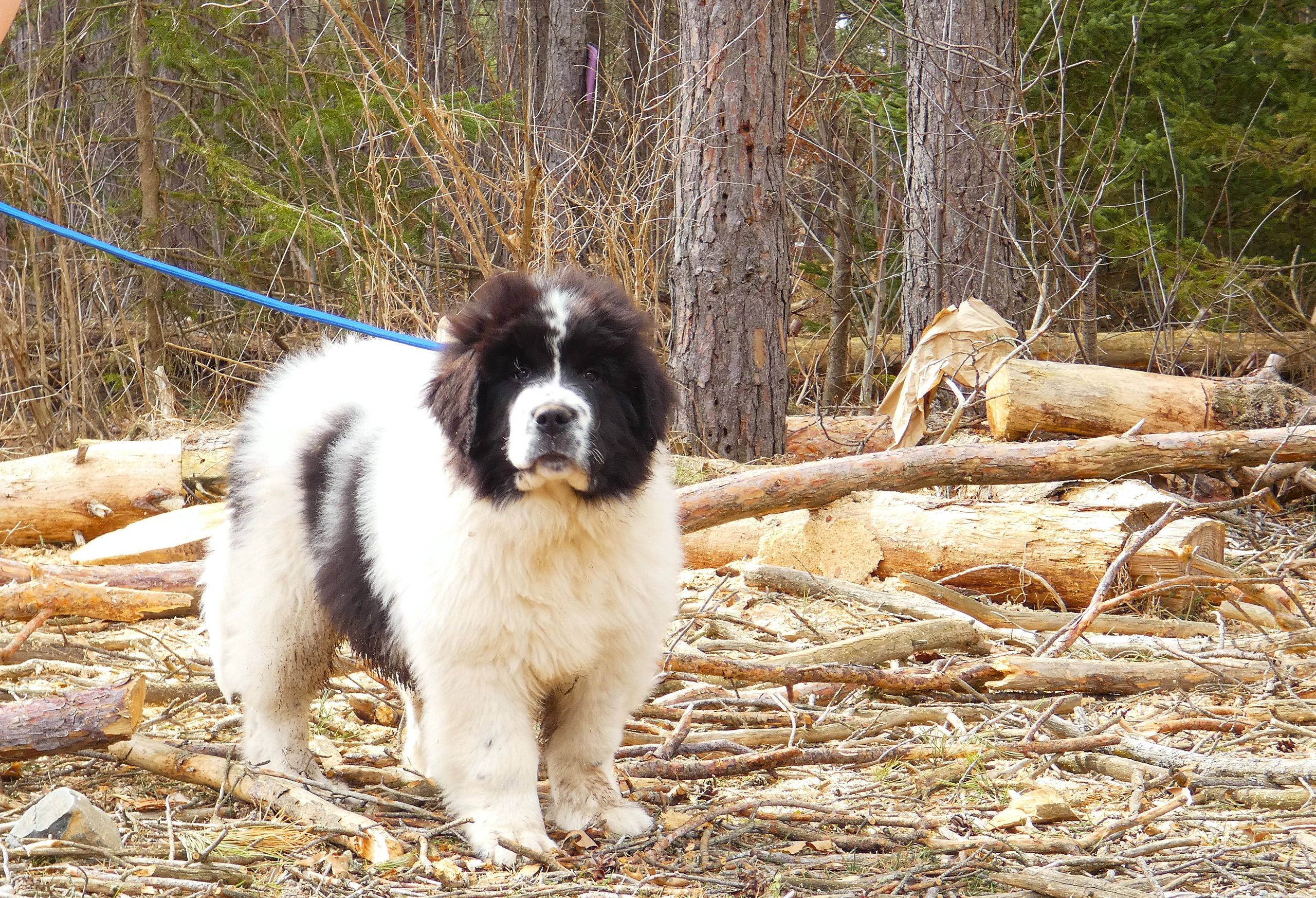 Pyrenees-Newf Puppies