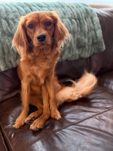 Cute small brown dog sitting on a leather couch.
