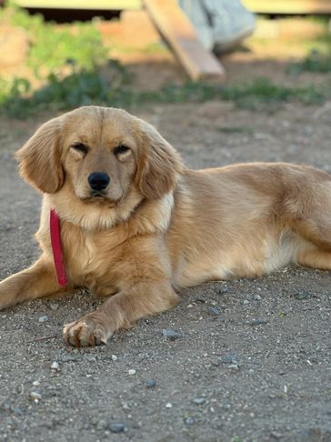 Golden retriever puppy lying on gravel.