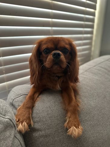 Brown dog resting on a gray couch.