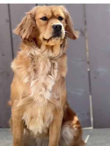 Golden Retriever sitting and looking attentive.