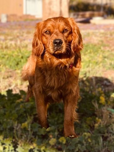 Golden retriever standing outdoors in sunlight.