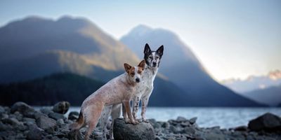 Two dogs standing on rocky shore with mountains and lake in background.
