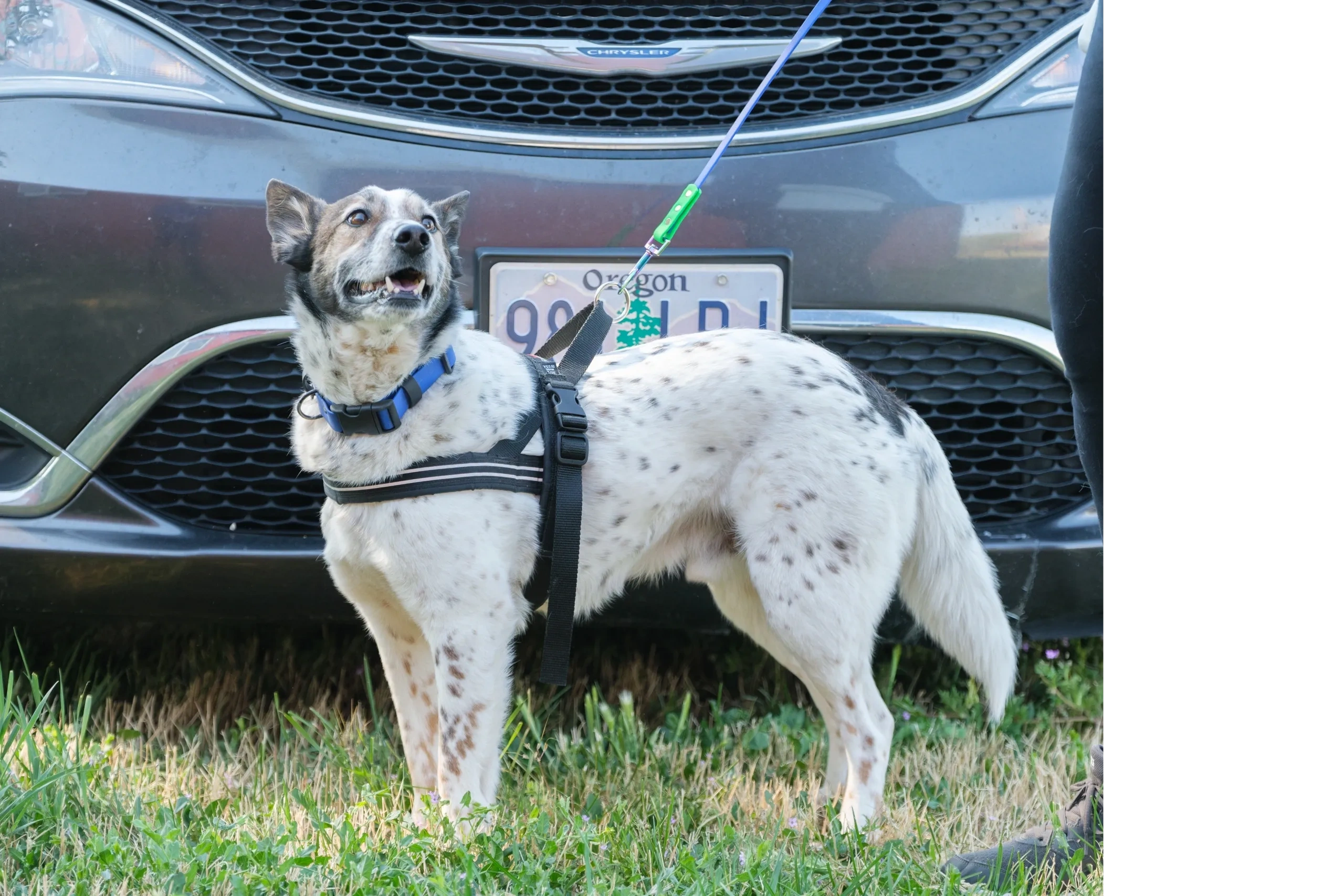 Spotted dog on leash alerts to handler during a vehicle nose work search.