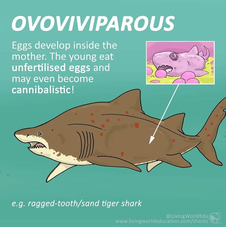 Living World Education - Sharks, Kids, Great White Shark