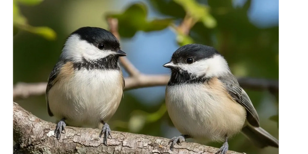 Two birds sitting on a branch