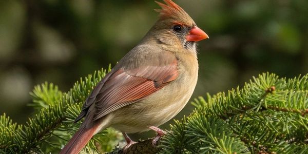 A female cardinal perched on a pine branch.
