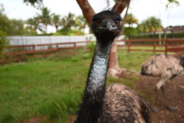 Close-up of an emu in a fenced green area.