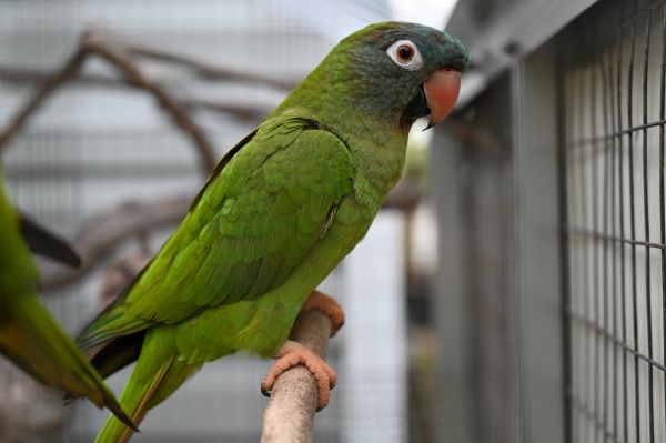Green parrot perched on a branch inside a cage.