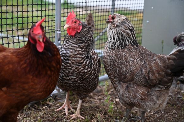 Three chickens standing near a fence.