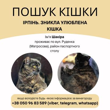 Ірпінь, Зникла улюблена кішка