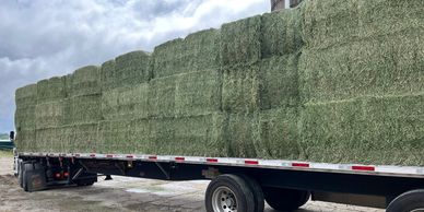 Organic 1st Cut Hay Square Bales