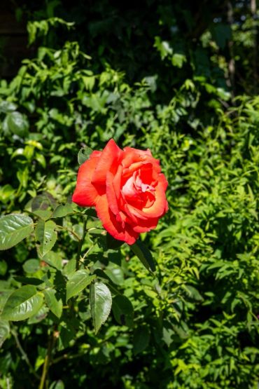 A vibrant red rose surrounded by green leaves.