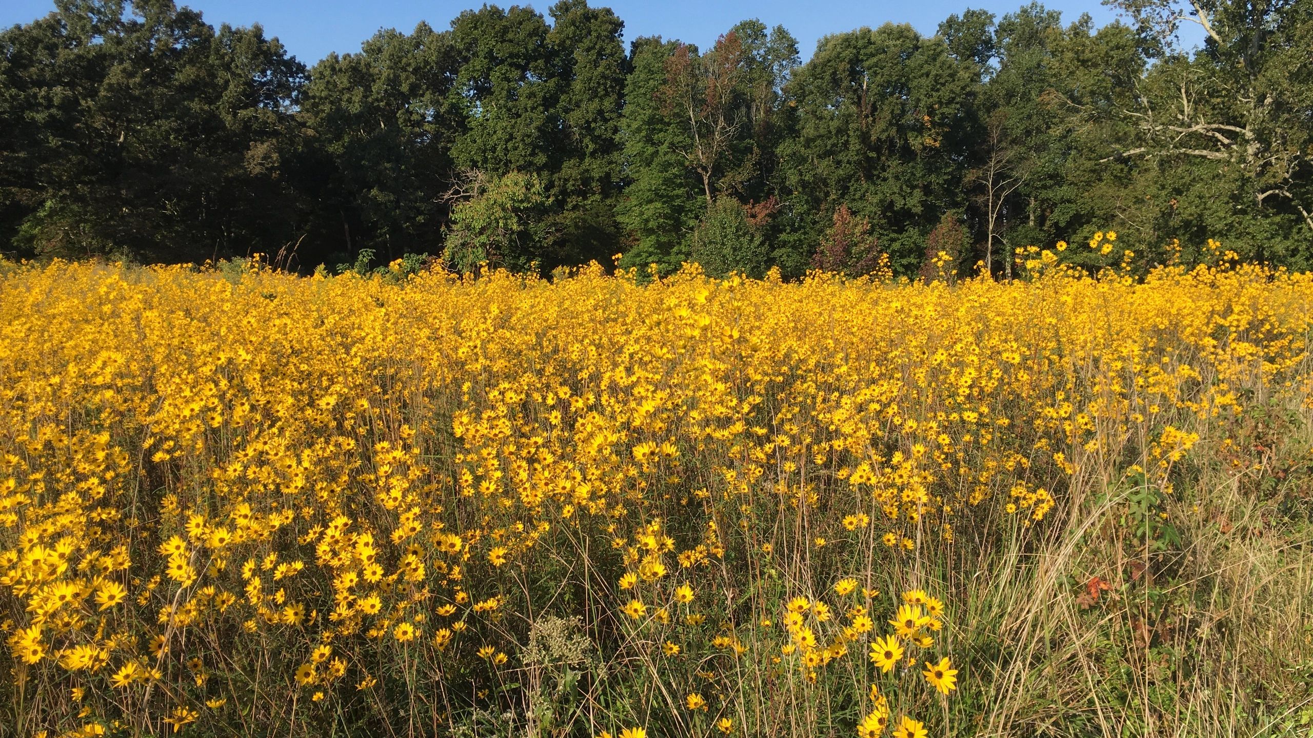 Irish Acres Farm & Apiary
