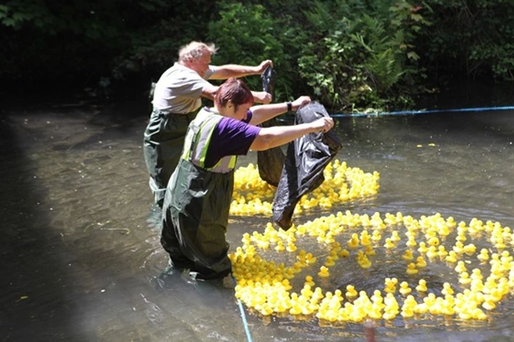 500 rubber ducks per heat, get launched into the river, each one with an opportunity to win prizes i