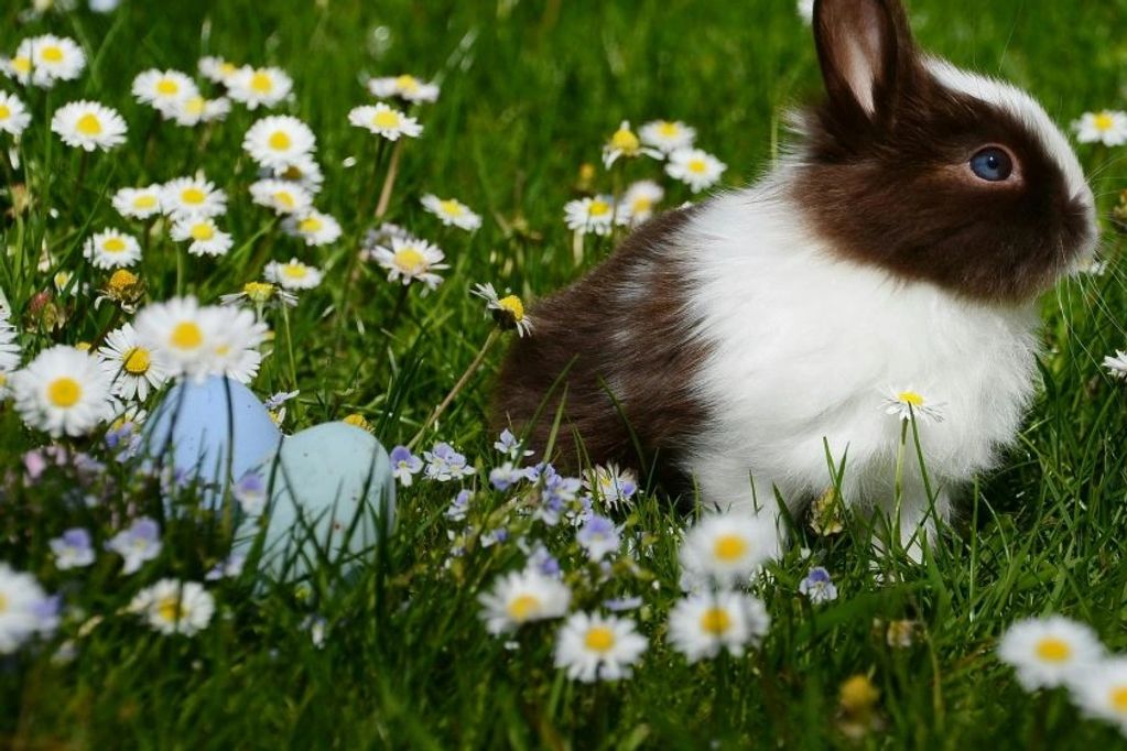 Keki animal rescue will be guest speakers at Basingstoke Loddon Rotary club