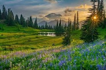 A view of  a flower field