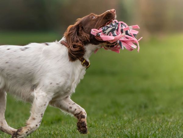 A dog carrying a pink and black toy in its mouth outdoors.