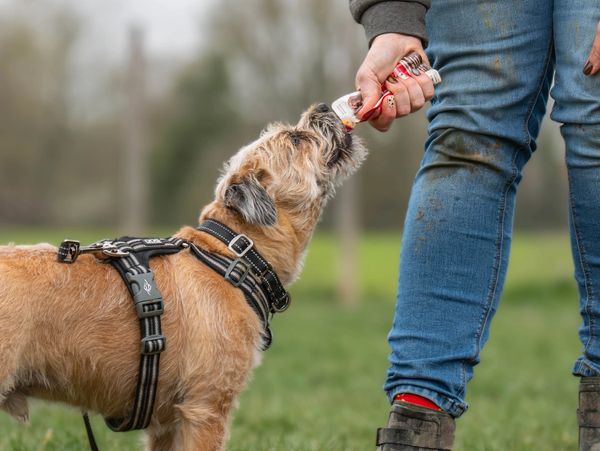 A dog drinks from a bottle held by a person outdoors.