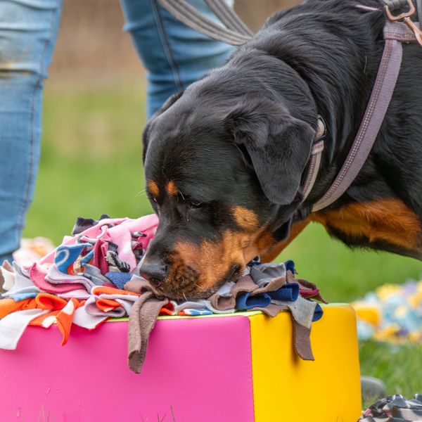 Rottweiler sniffing a colorful snuffle mat outdoors.