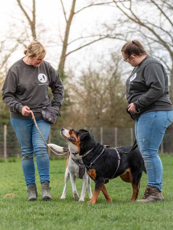 Two women in casual wear training dogs outdoors in a grassy area.
