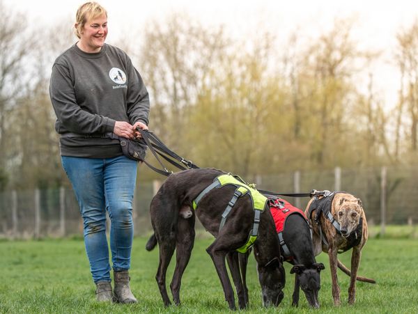 Woman walking three greyhounds in a grassy field.