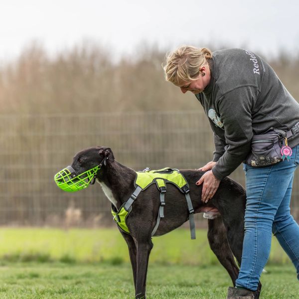 A person fitting a harness and muzzle on a black dog outdoors.