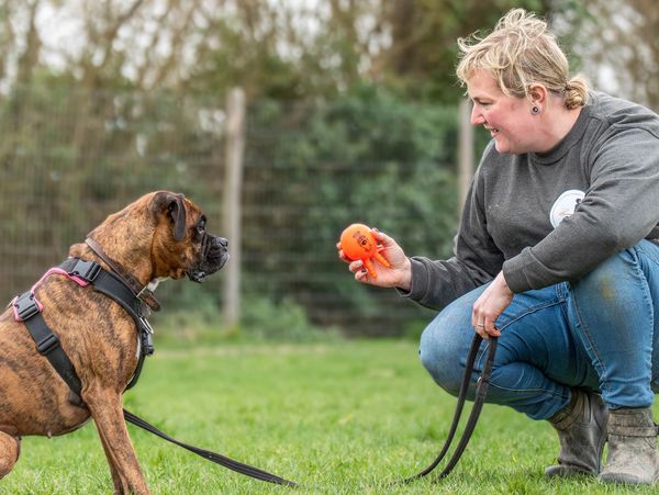 Woman playing with a brindle boxer dog using an orange toy outdoors.
