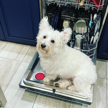 PJ sitting on a dishwasher door