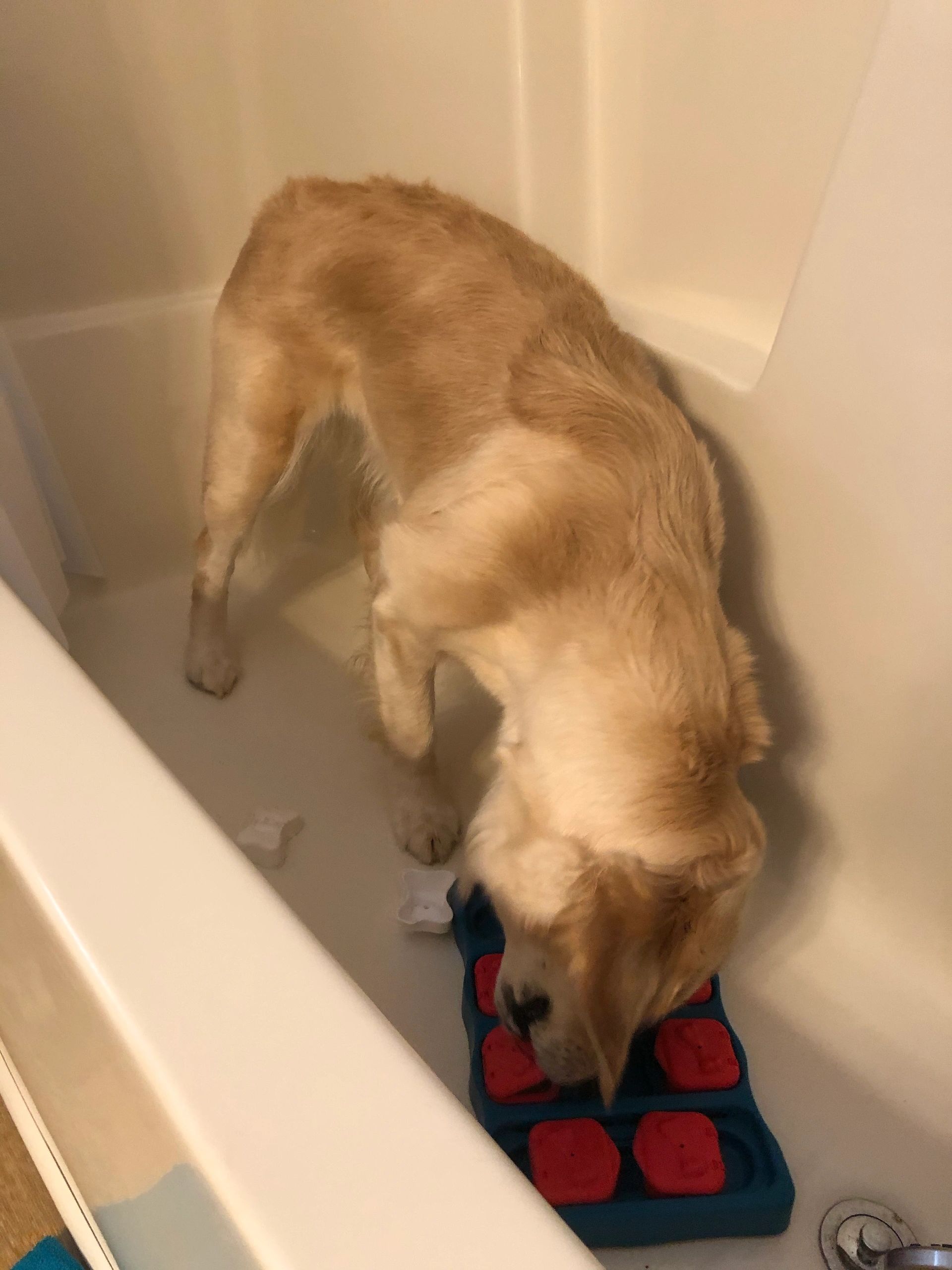 Bath Time Making Bathing Your Dog Easier