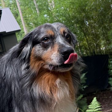 Nervous dog