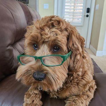 Doodle with glasses on