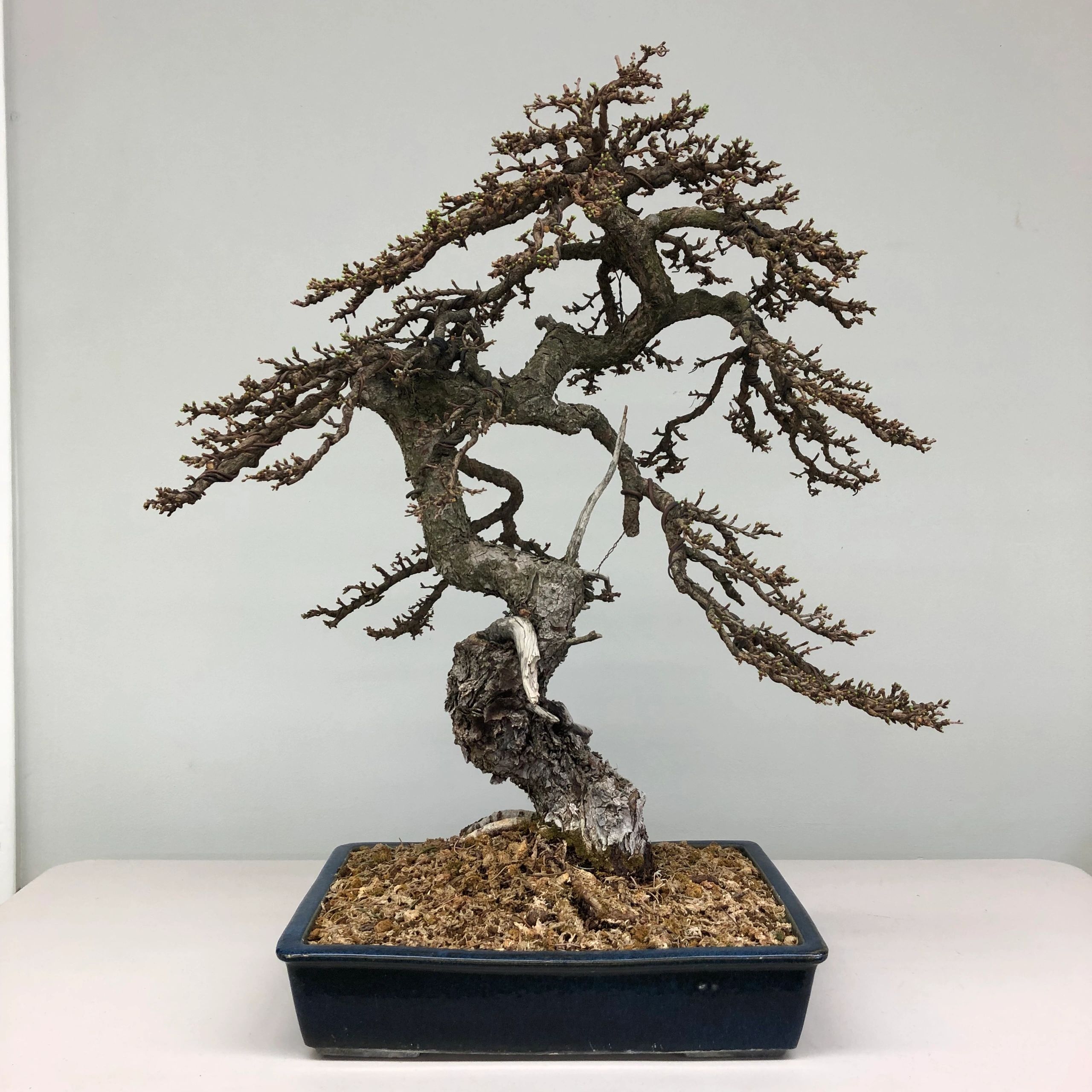 Bonsai Care Sheet Resource