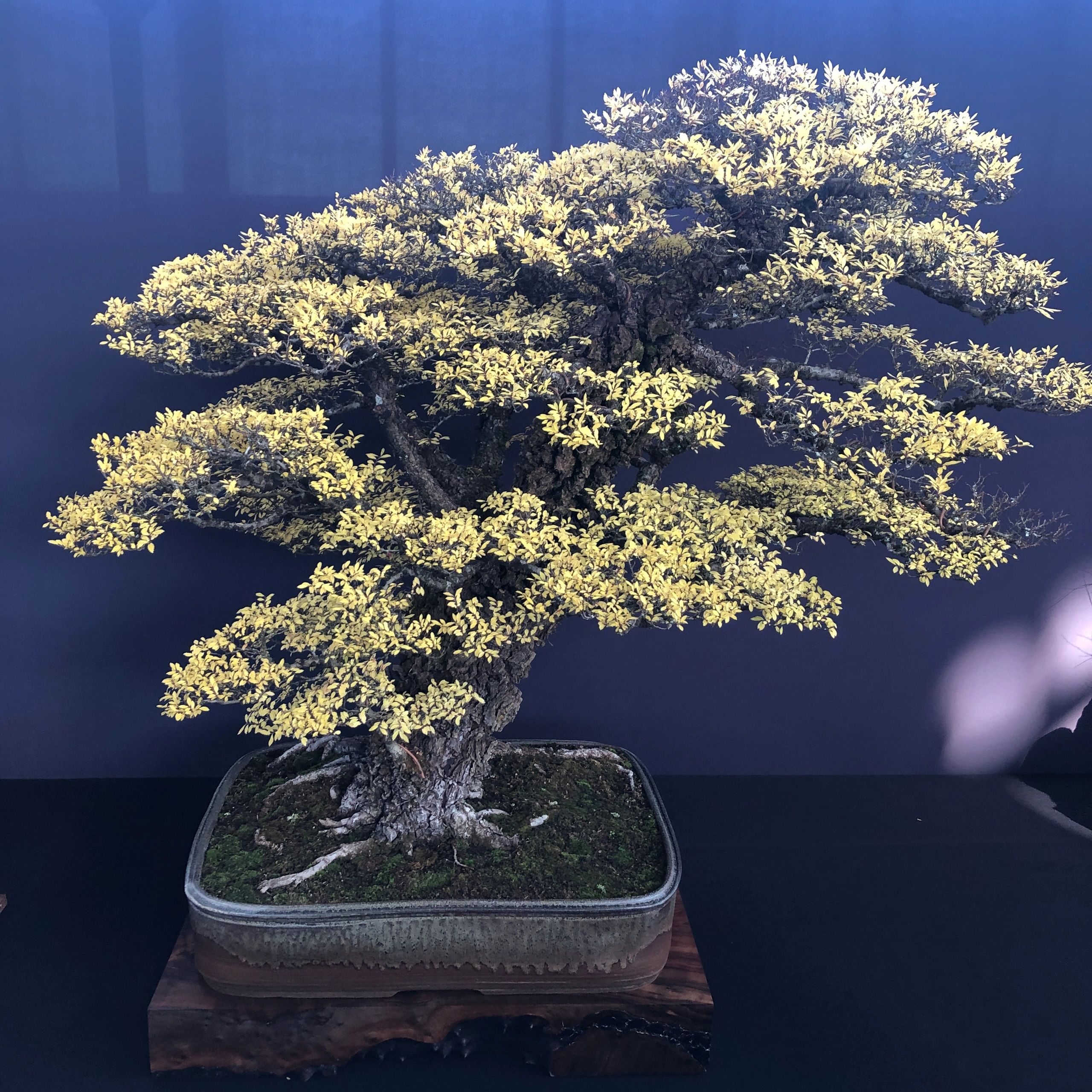 2022 Pacific Bonsai Exposition