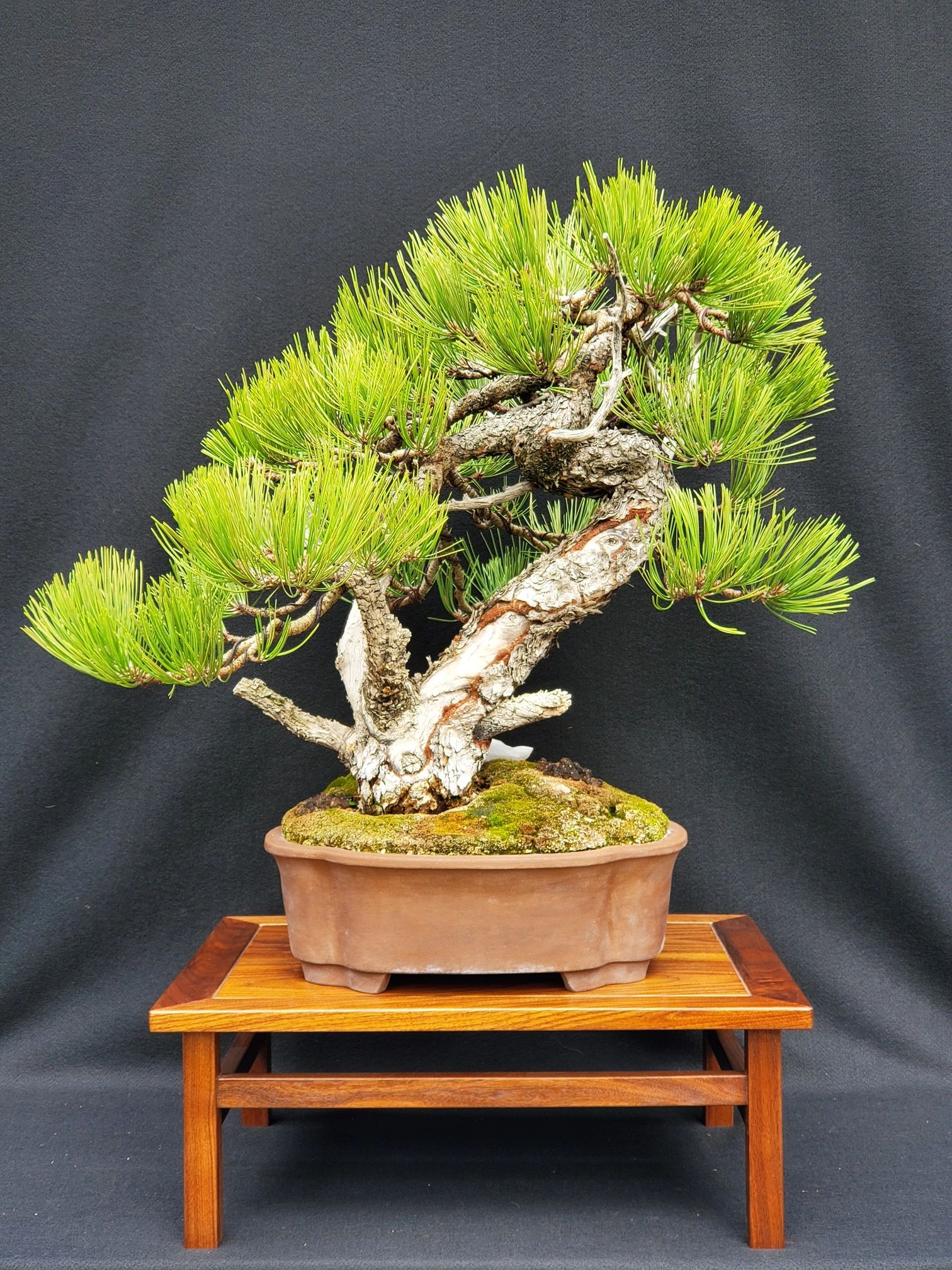 Inland Empire Bonsai Society