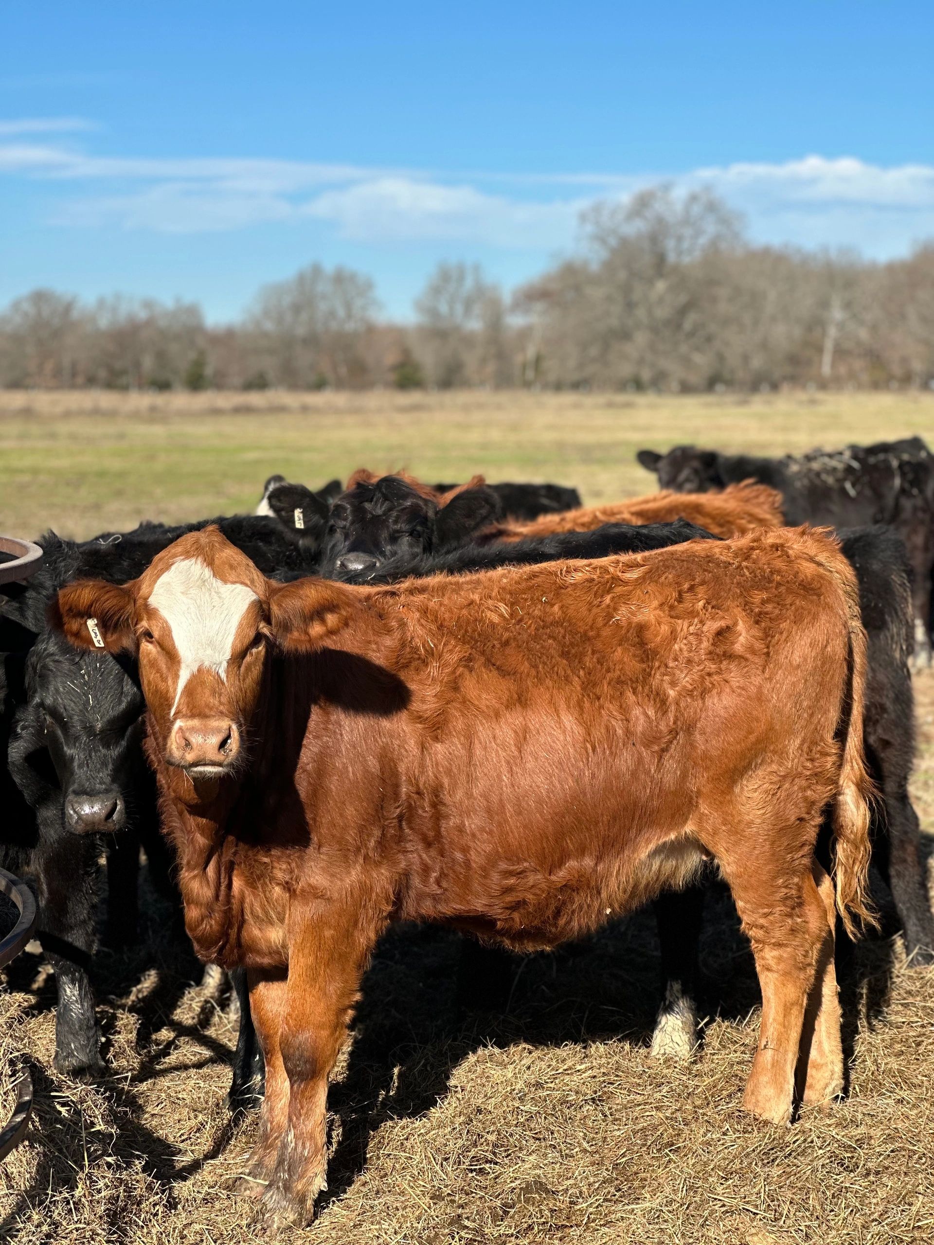 Crawford Cattle Company Buy a Whole Cow, Buying GrassFed Cow for Beef