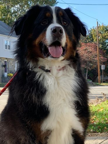 Bernese Mountain Dog - Otis