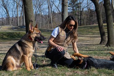 The head trainer with two German Shepherd