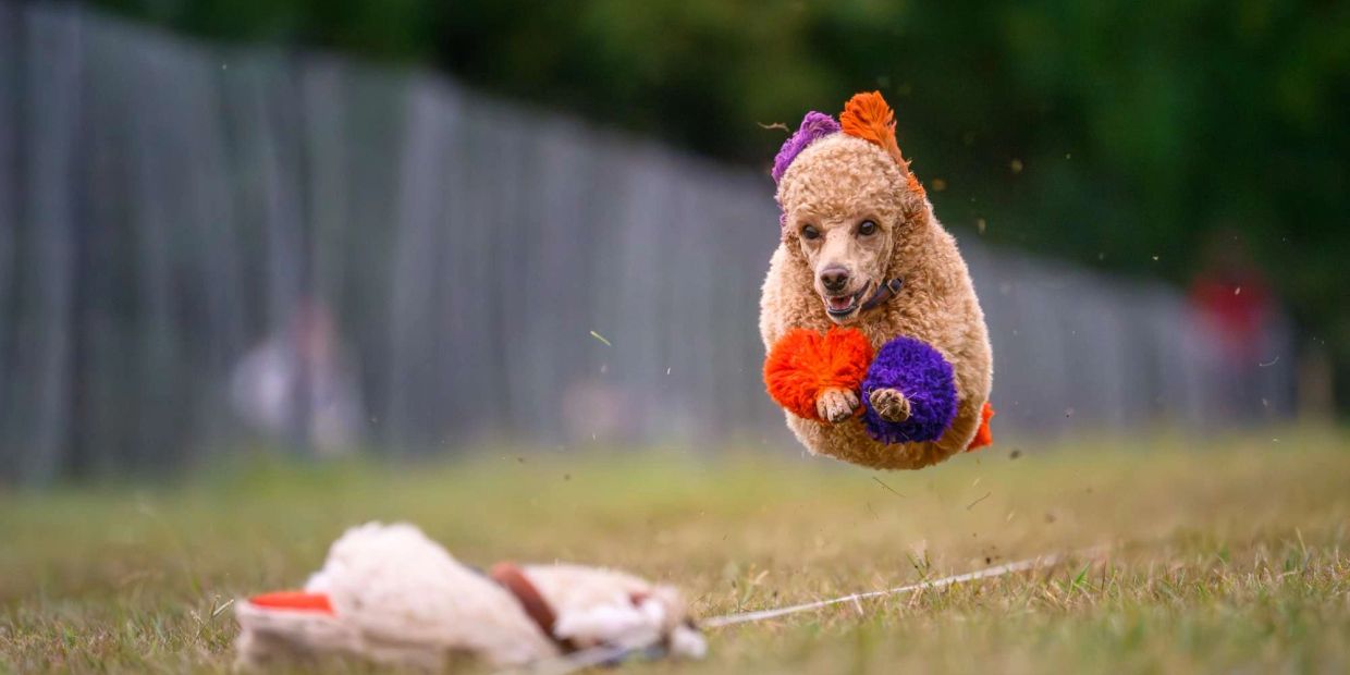 Poodle in colorful pom-poms jumps energetically outdoors.