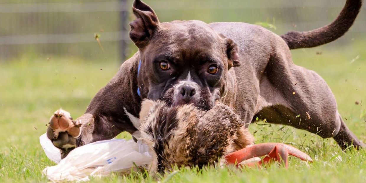Dog intensely playing with a toy on the grass.