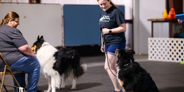 Two women training two dogs indoors.