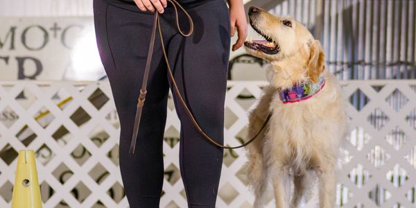 Golden retriever on leash looking up at person.