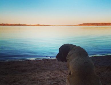 Dog on kaw lake beach at sunset