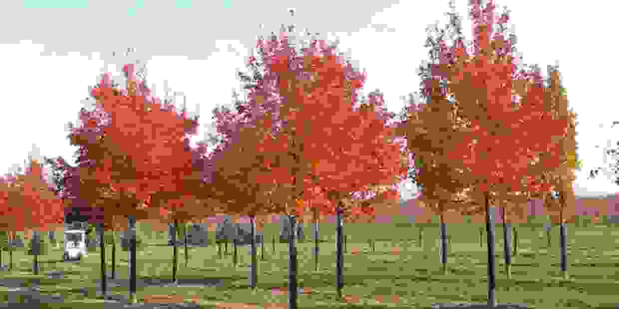 Sells Trees, Grand Blanc, MI Baldwin Tree Farm