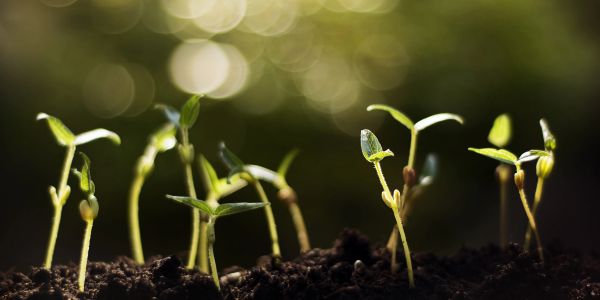 Young seedlings sprouting from soil.